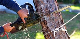 Best Tree Maintenance Programs  in Highland Springs, VA