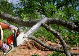 Best Tree Removal  in Highland Springs, VA