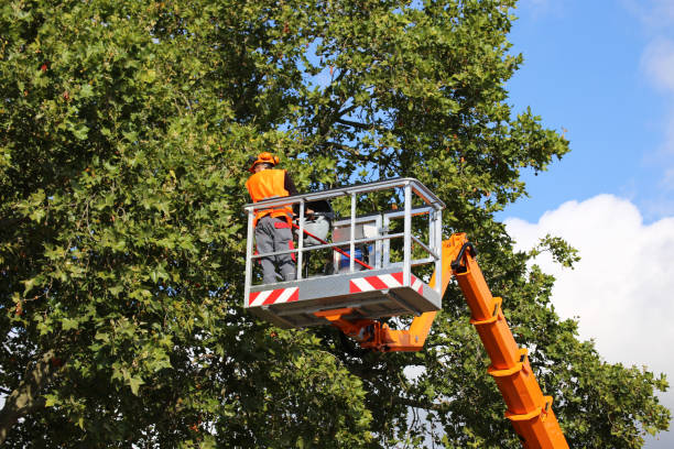 Best Tree Disease Treatment  in Highland Springs, VA