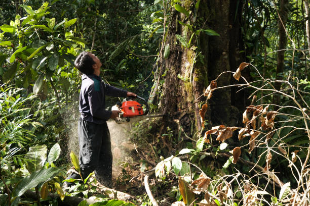 Best Emergency Tree Removal  in Highland Springs, VA